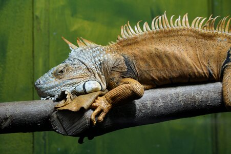 Kaltblut reptile dragon photo