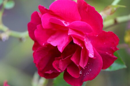 Beautiful beautiful flowers biology