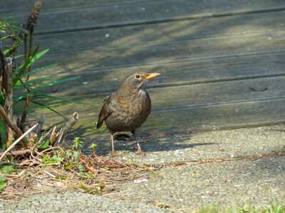 Throttle turdidae bird