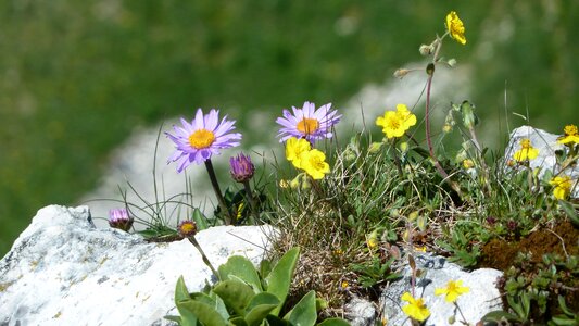 Rock slope meadow
