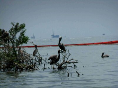 Coast oil 