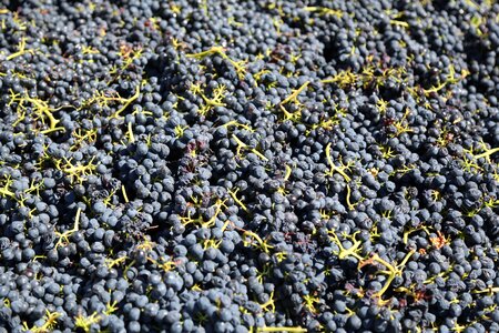Wine nature winery