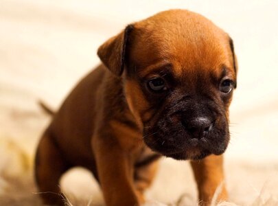 Cute brown sitting