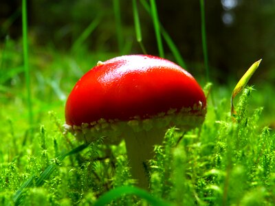 Red fly agaric mushroom forest nature photo