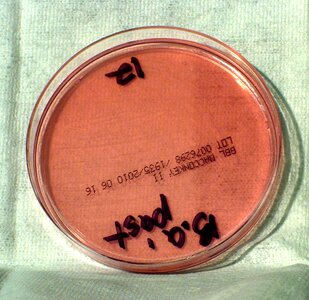 Bacillus bacteria means photo