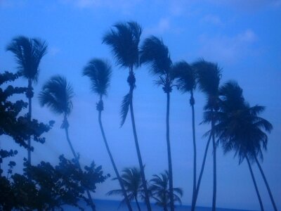 Swaying wind coconut photo