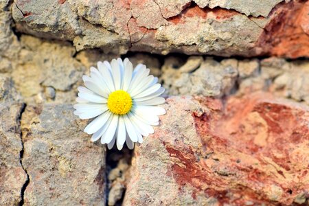 Beautiful Flowers bloom blooming