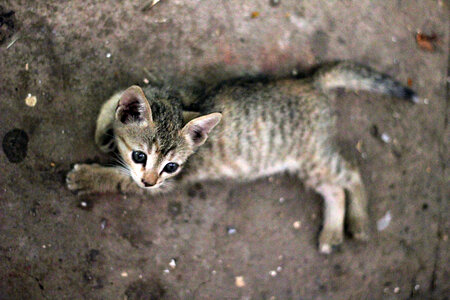 Cute Small Kitten