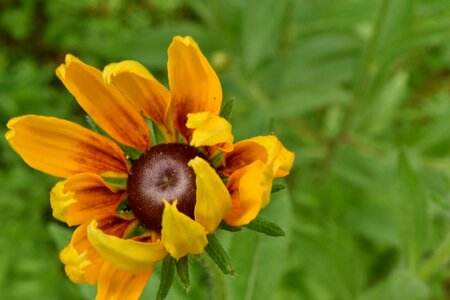 Black Eye wildflower flower photo