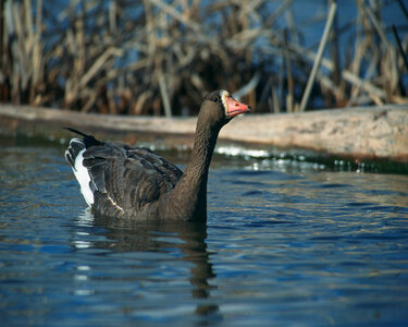 Greater white-fronted goose