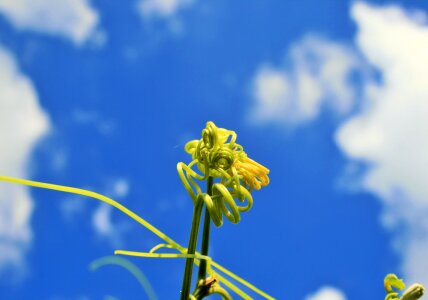 Green stems shoots