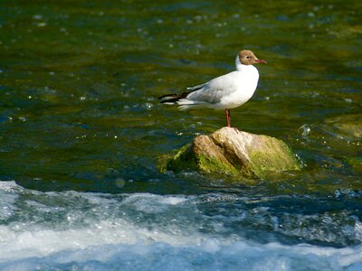 Gull head brown photo