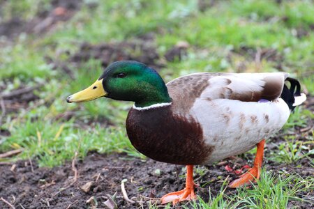 Duck bird entenmaennchen photo