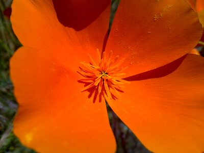 Plants nature garden