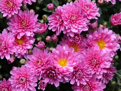 Flower pink plant