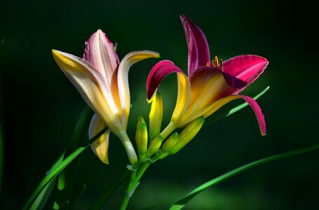 Garden nature summer