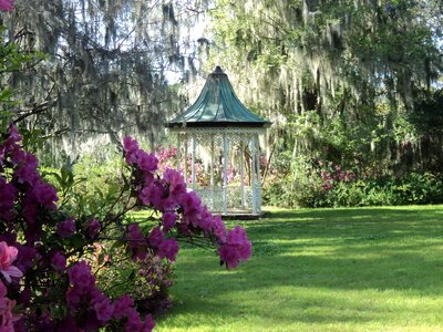Exterior garden tree