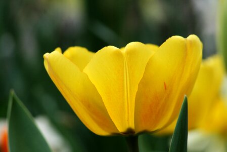 Garden flowers tulip photo