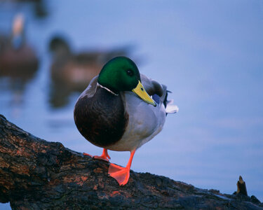 Mallard photo