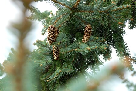 Pine tree pinecone photo