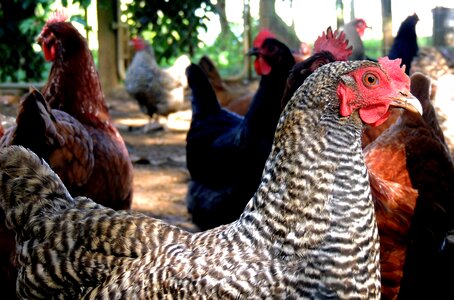 Livestock rooster farm photo