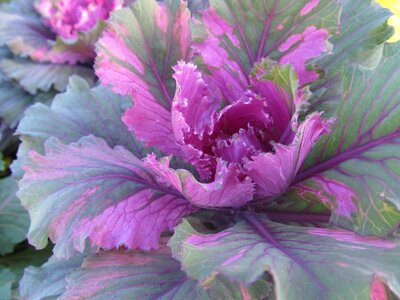 Cabbage purple plant