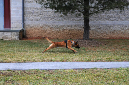 K-9 Rudi on command