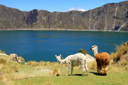 Andes wool south