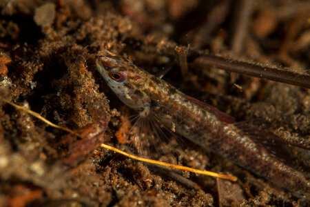 Okaloosa darter-4
