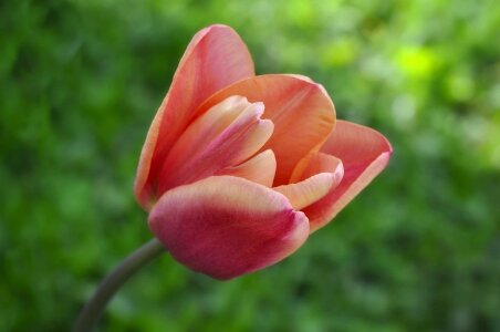 Beautiful beautiful flowers beautiful photo