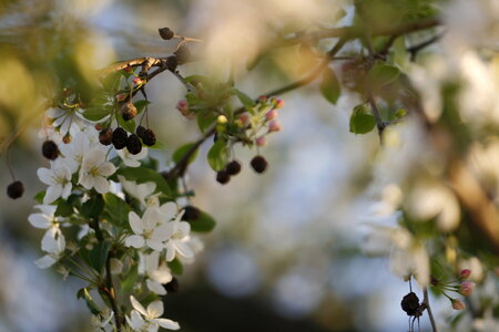 White Flowers in Tree