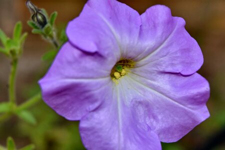 Details petunia pollen photo