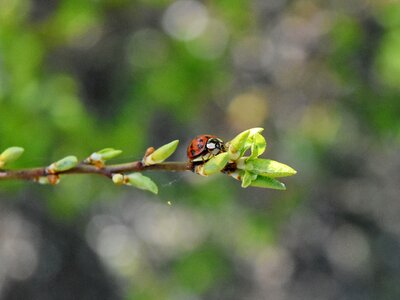 Ladybug leaf insect photo