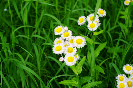 12 Flower