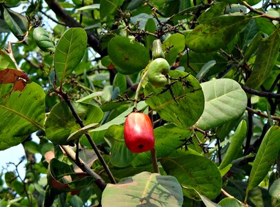 Agriculture autumn branch