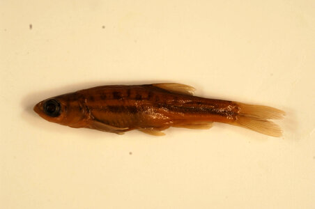 Chrosomus oreas-1