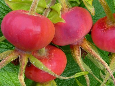 Hiffen hiften rose apples photo