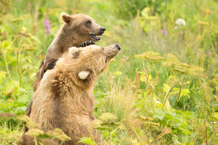 Kodiak brown bear-1