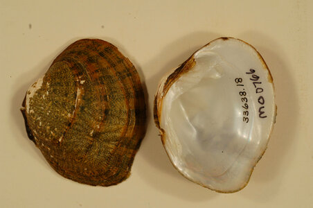 Cyprogenia aberti-4