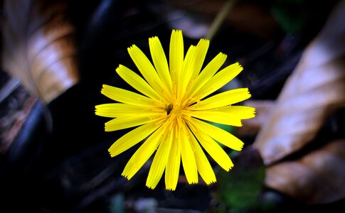 Yellow composites blossom