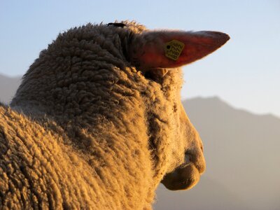 Lighting animal schafkopf