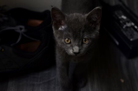 Cat shoe black photo