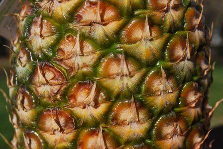 Tropical close up patterns
