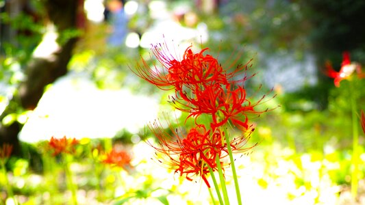 Red flowers lycoris squamigera gilsang