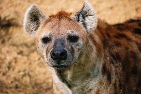 Hyena in Africa