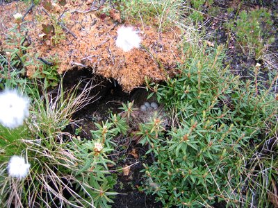 Junco Hyemalis nest 