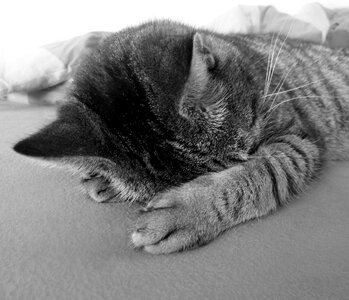 Camacho domestic cat black photo