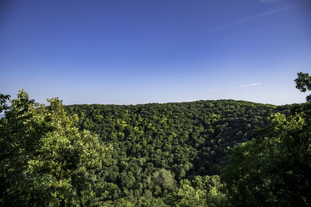 Trees of the Forest under the blue sky in Great River Bluffs State Park photo