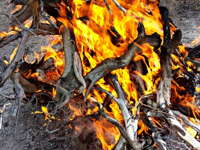 Hot firewood fuel photo