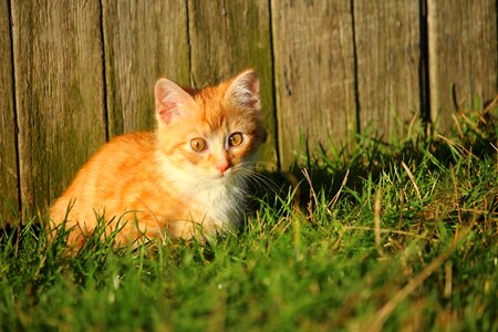 Adorable animal cat